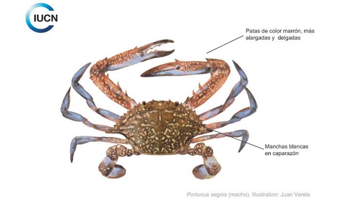 Callinectes sapidus Similar Species (0040) ES