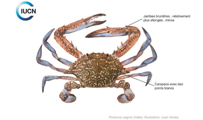 Callinectes sapidus Similar Species (0040) FR