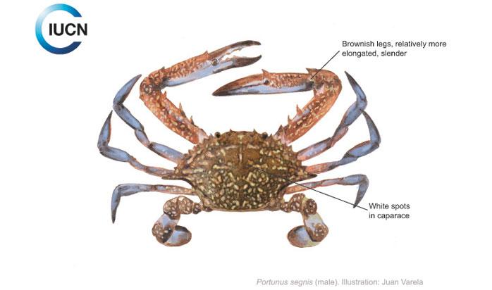 Callinectes sapidus Similar Species (0040) TR